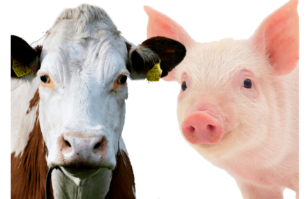 EXPOMEAT 2022 - lll Feira Internacional da Indústria de Processamento de Proteína Animal e Vegetal As embaixadas do Japão e da Coreia do Sul manifestaram interesse de seus países em adquirir a carne bovina e suína do Acre,...