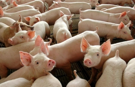 EXPOMEAT 2021 - lll Feira Internacional da Indústria de Processamento de Proteína Animal e Vegetal A Estatística da Produção Pecuária, divulgada hoje (18) pelo IBGE mostra que, em 2020, o abate de suínos seguiu...