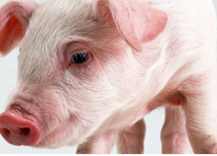 EXPOMEAT 2022 - lll Feira Internacional da Indústria de Processamento de Proteína Animal e Vegetal A suinocultura catarinense continua liderando a produção e a exportação brasileira, apesar dos fortes incentivos que...