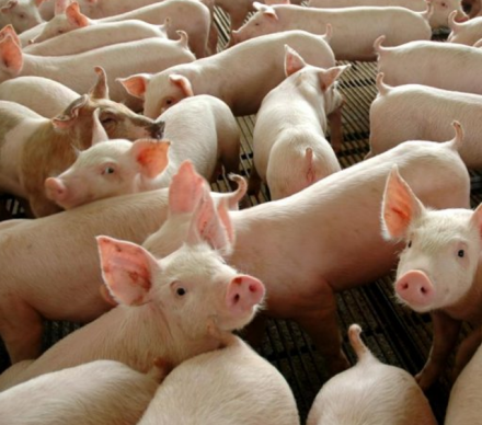 EXPOMEAT 2021 - lll Feira Internacional da Indústria de Processamento de Proteína Animal e Vegetal A produção brasileira de carne suína cresceu mais de 10% em 2020, no comparativo com o ano anterior, fechando com um volume...
