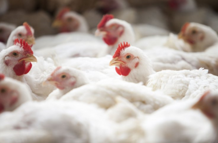 EXPOMEAT 2021 - lll Feira Internacional da Indústria de Processamento de Proteína Animal e Vegetal Dados da FAO apontam que nos 10 anos decorridos entre 2010 e 2019 as exportações mundiais de carne de frango in natura totalizaram...
