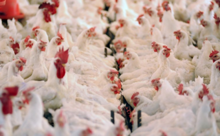 EXPOMEAT 2022 - lll Feira Internacional da Indústria de Processamento de Proteína Animal e Vegetal Os resultados das exportações de carne de frango in natura da primeira semana de junho subvertem, pois superam, todo e qualquer...