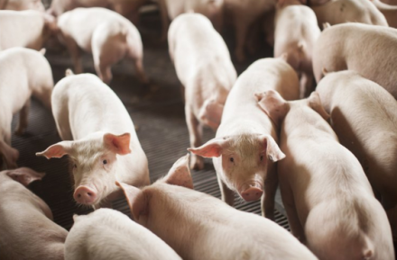 EXPOMEAT 2021 - lll Feira Internacional da Indústria de Processamento de Proteína Animal e Vegetal Os produtores brasileiros abateram 12,62 milhões de suínos no primeiro trimestre de 2021, desempenho mais elevado para este...