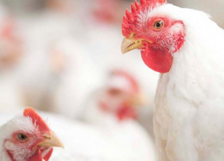 EXPOMEAT 2021 - lll Feira Internacional da Indústria de Processamento de Proteína Animal e Vegetal Dados mais completos da SECEX/ME incluindo, além do produto in natura, também os industrializados de frango e a carne de salgada,...