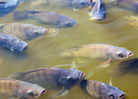 EXPOMEAT 2021 - lll Feira Internacional da Indústria de Processamento de Proteína Animal e Vegetal A Associação Brasileira da Piscicultura (Peixe BR) evolui nas negociações com a Agência Brasileira de...