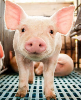 EXPOMEAT 2021 - lll Feira Internacional da Indústria de Processamento de Proteína Animal e Vegetal Chegou a vez da carne suína. Apesar de ser a carne mais consumida do mundo, no Brasil a proteína do porco por muito tempo foi vista...
