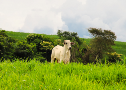 EXPOMEAT 2021 - lll Feira Internacional da Indústria de Processamento de Proteína Animal e Vegetal A Marfrig lançará em agosto um sistema que usa blockchain para ampliar o monitoramento de fornecedores de gado e para...