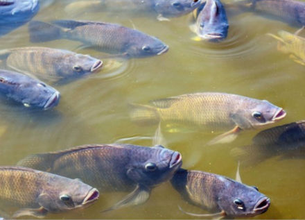 EXPOMEAT 2022 - lll Feira Internacional da Indústria de Processamento de Proteína Animal e Vegetal Robusto, o mercado de peixes segue chamando atenção de grandes importadores. Só o Oriente Médio gerou US$ 8...