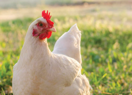 EXPOMEAT 2021 - lll Feira Internacional da Indústria de Processamento de Proteína Animal e Vegetal A Rio Branco Alimentos, dona da Pif Paf, está trabalhando em um modelo de governança para ampliar práticas de bem-estar...