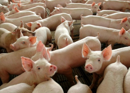 EXPOMEAT 2021 - lll Feira Internacional da Indústria de Processamento de Proteína Animal e Vegetal No 2º trimestre de 2021, foram abatidas 13,04 milhões de cabeças de suínos, com alta de 7,6% ante ao mesmo...