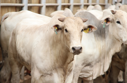 EXPOMEAT 2022 - lll Feira Internacional da Indústria de Processamento de Proteína Animal e Vegetal A Marfrig disse na quinta-feira (23) que concluiu a primeira etapa de um projeto de rastreamento de fornecedores de bovinos que faz parte do Plano...